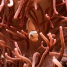 Nemo